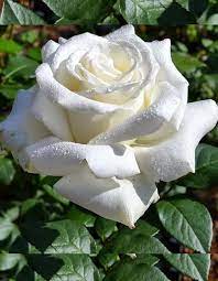 Роза чайно-гибридная Боинг